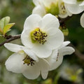 Chaenomeles speciosa 'Nivalis'- White Flowering Quince'