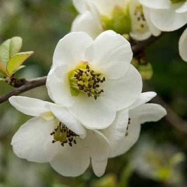 Chaenomeles speciosa 'Nivalis'- White Flowering Quince'