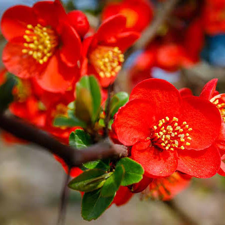 Chaenomeles speciosa - Japanese Flowering Quince.