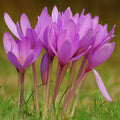 Colchicum autumnale - Autumn Crocus