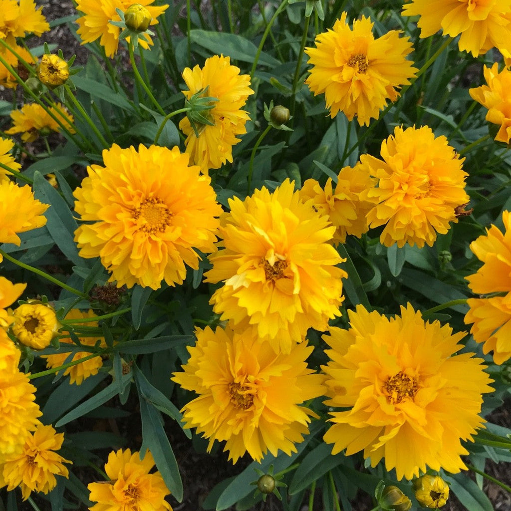 Coreopsis 'Sunray'