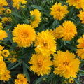 Coreopsis 'Sunray'