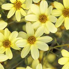 Coreopsis verticilliata 'Moonbeam'