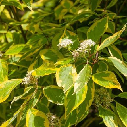 Cornus alba 'Spaethii' - 'Red Barked Dogwood'