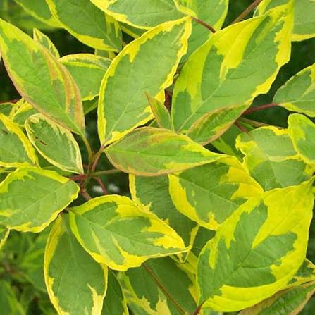 Cornus alba 'Spaethii' - 'Red Barked Dogwood'