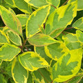 Cornus alba 'Spaethii' - 'Red Barked Dogwood'