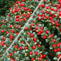 Cotoneaster horizontalis