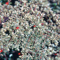 Cotoneaster horizontalis 'Variegata'