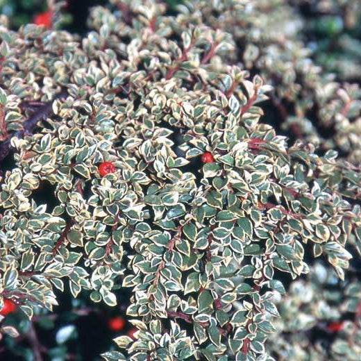 Cotoneaster horizontalis 'Variegata'