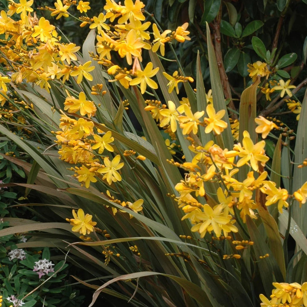 Crocosmia x 'Solfatare'