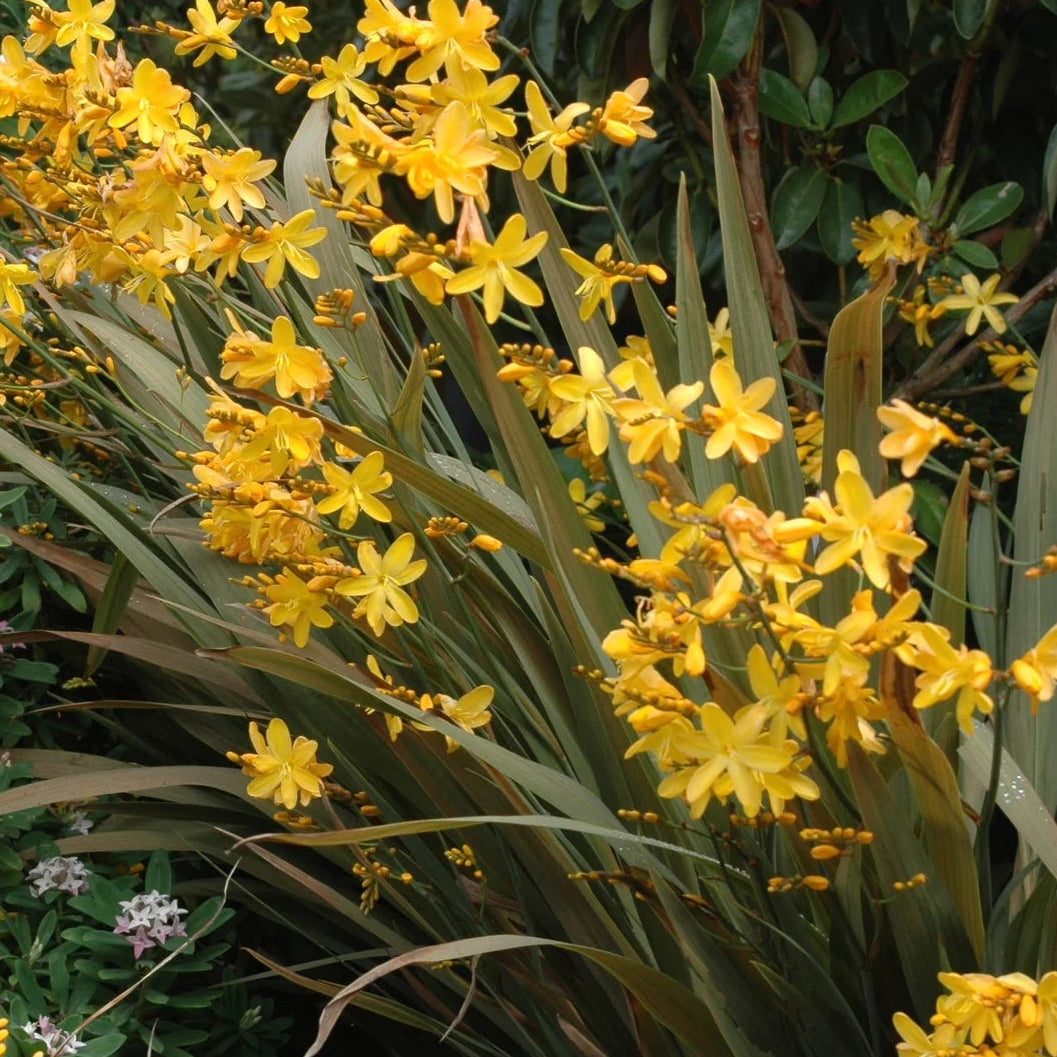 Crocosmia x 'Solfatare'