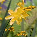 Crocosmia x 'Solfatare'