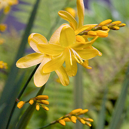 Crocosmia x 'Solfatare'
