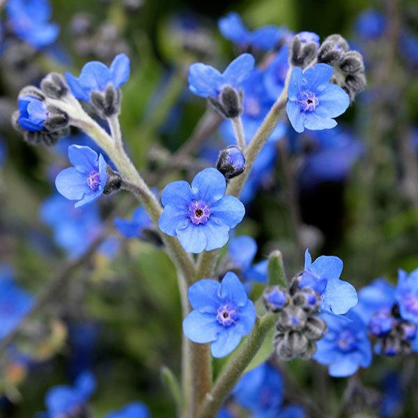 Cynoglossum amabile 'Chinese Forget Me Not'