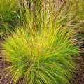 Deschampsia flexuosa -  'Tatra Gold'