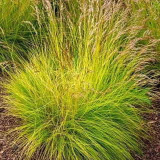 Deschampsia flexuosa -  'Tatra Gold'