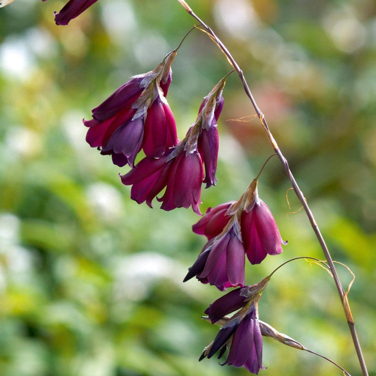 Dierama pulcherrimum 'Raven'