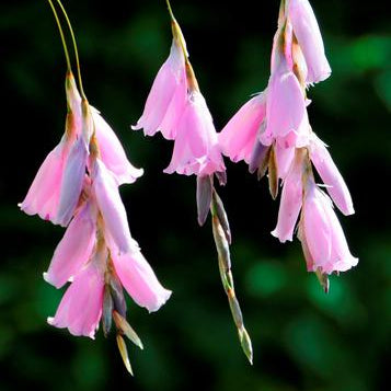 Dierama pulcherrimum - Pink Fairy's Fishing Rod