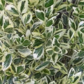 Euonymous fortunei 'Silver Pillar'