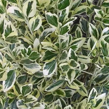 Euonymous fortunei 'Silver Pillar'