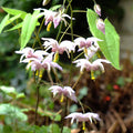 Epimedium 'Enchantress'