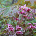Epimedium grandiflora 'Hot Lips'
