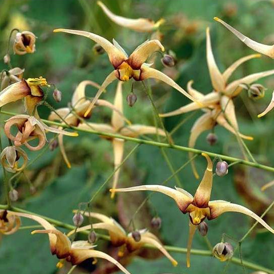 Epimedium- Collection