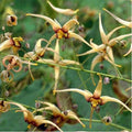 Epimedium wushunense 'Caramel'