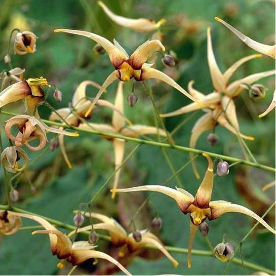 Epimedium wushunense 'Caramel'