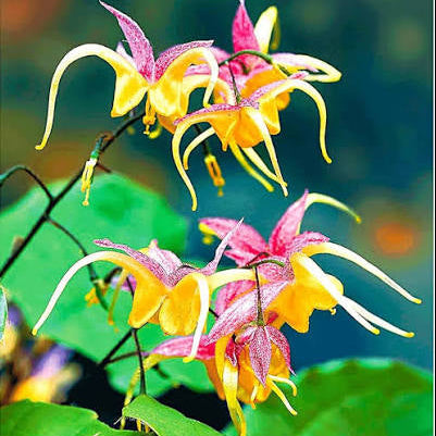 Epimedium 'Fire Dragon'- Barrenwort