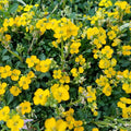 Erysimum kotschyanum- Alpine Wallflower