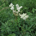 Filipendula ulmaria- Meadowsweet