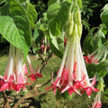 Fuchsia boliviana luxurians 'Alba'- White Bolivian Fuchsia