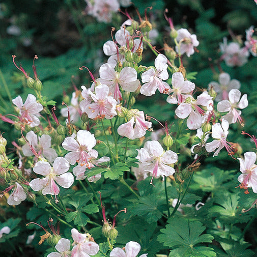 Geranium x cantabrigiense 'Biokovo'