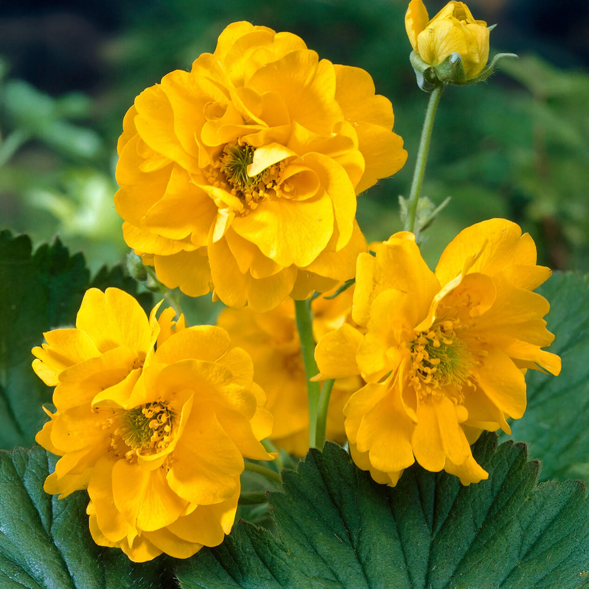 Geum  Collection