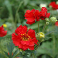 Geum  Collection