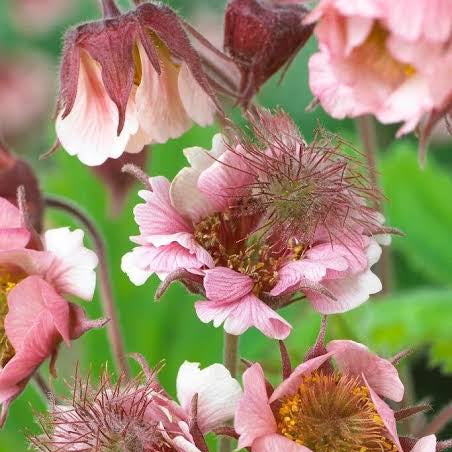 Geum  Collection