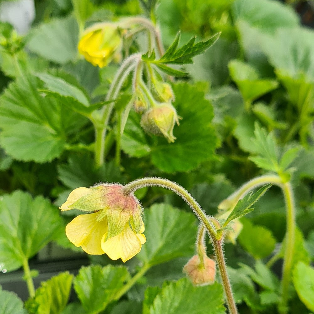 Geum  Collection