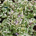 Glechoma hederacea 'Variegata' - Ground Ivy