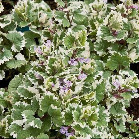Glechoma hederacea 'Variegata' - Ground Ivy