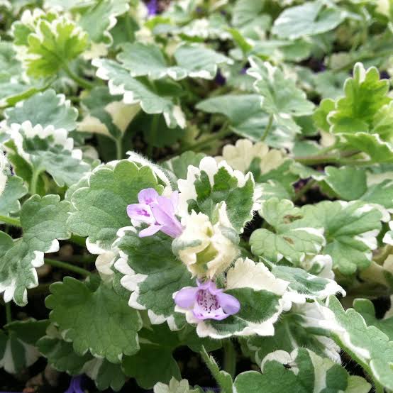 Glechoma hederacea 'Variegata' - Ground Ivy