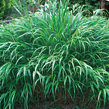 Hakonechloa macra 'Green Temple Grass'