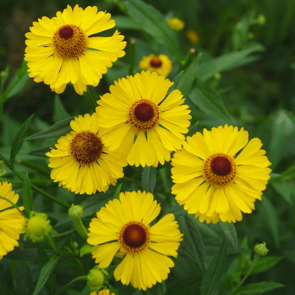 Helenium 'Riverton Beauty'