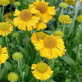 Helenium pumilum magnificum