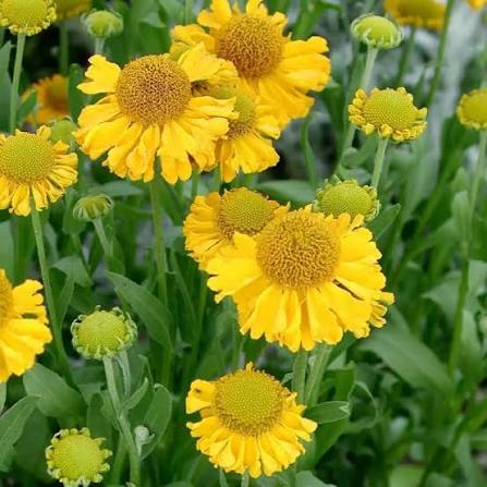 Helenium pumilum magnificum