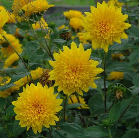 Helianthus x multiflorus 'Loddon Gold'