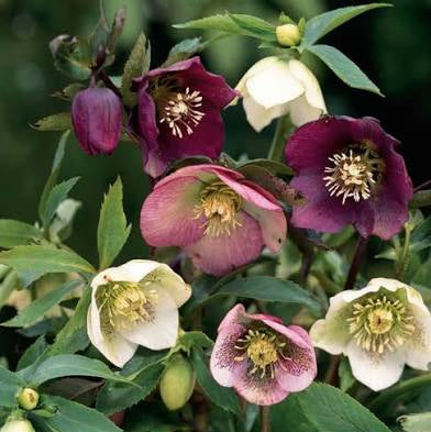 Hellebore orientalis -'Winter Rose'