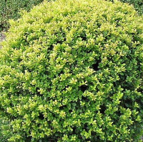 Ilex crenata aurea - 'Golden Gem' Dwarf Holly