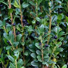 Ilex crenata fastigiata- Upright Japanese Holly