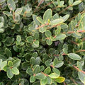 Ilex crenata helleri - Heller Japanese Holly